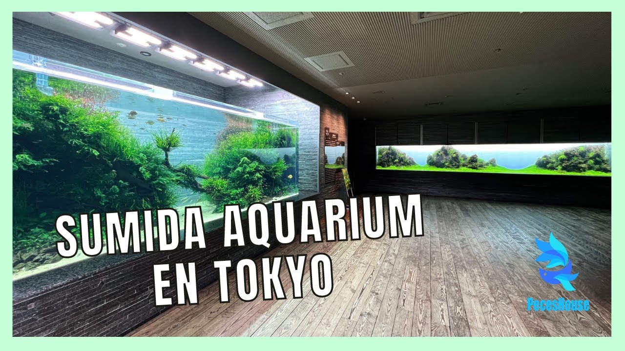 Visitando el Sumida Aquarium en Tokyo