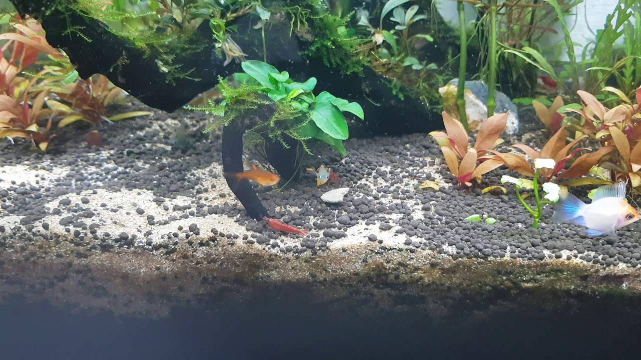 Pseudomugil luminatus(Red Neon Blue Eye Rainbowfish) Alpha Male