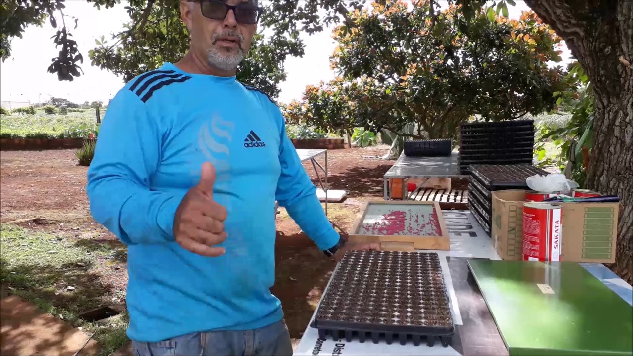 como plantar alface na bandeja