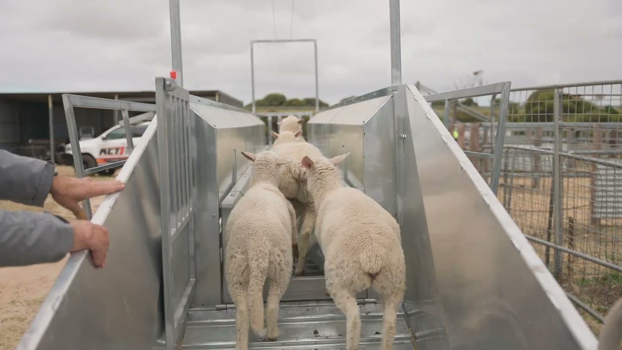 RiverCity Trailers - Bulk Sheep Handler