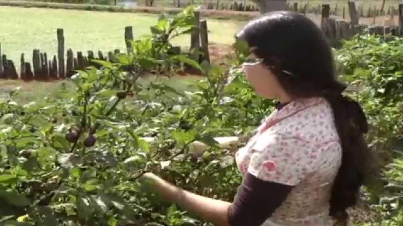 A prima &Oacute;rf&atilde; - Vers&atilde;o brasileira: A F&eacute; Primitiva Produ&ccedil;&otilde;es