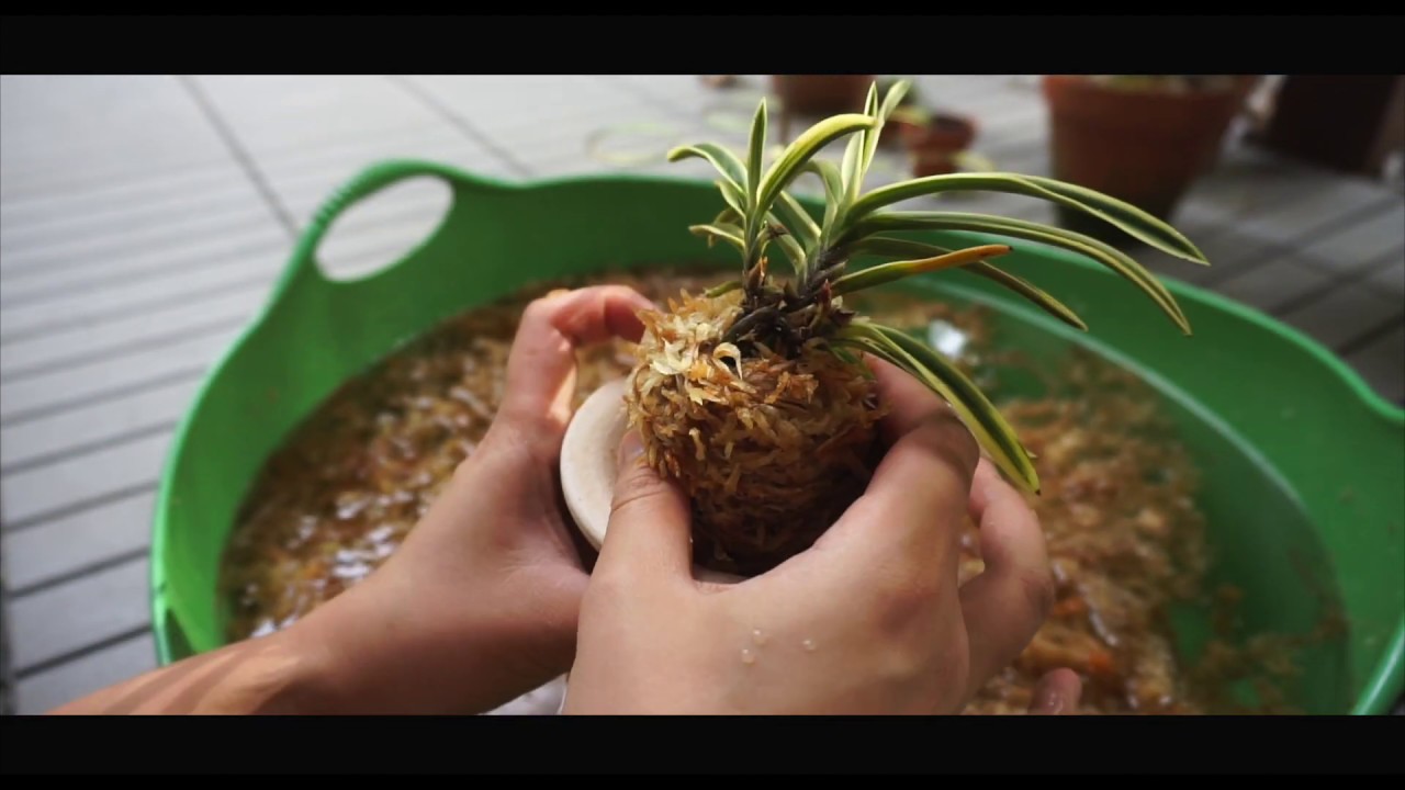 How I grow Neofinetia (Vanda) Falcata - Part 1
