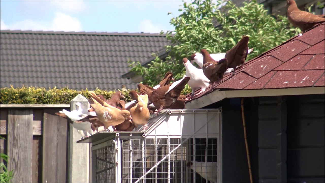 Nederlandse hoogvliegers
