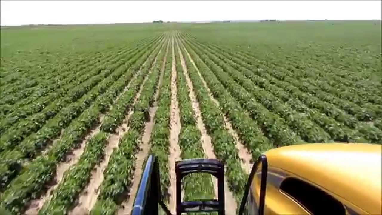 Spraying potatoes with RoGator RG1100