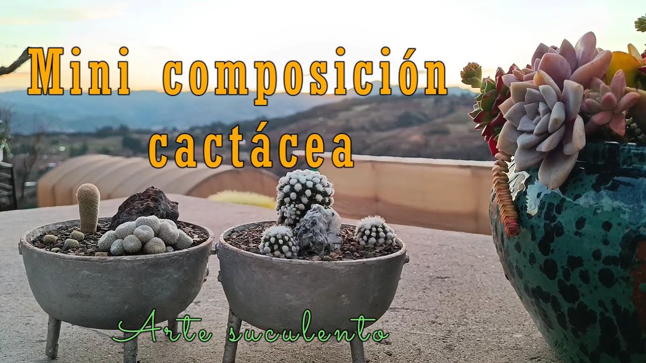 Epithelanthas en una mini composición cactácea #cactus #suculentas #arte