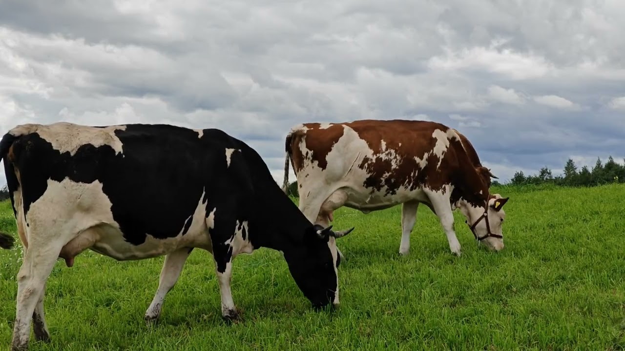 The Watchful Bull and Calm Grazing Cows – Warmia Summer Pasture