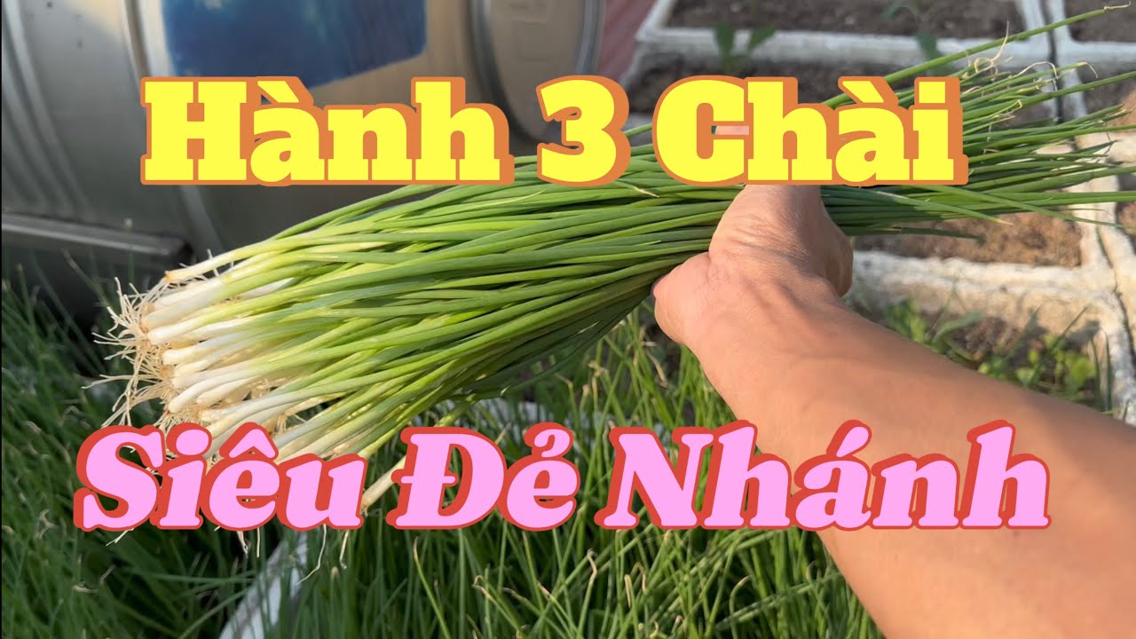 Hành 3 Chài, Siêu Đẻ Nhánh, Trồng 1 Lần Ăn Cả Mùa