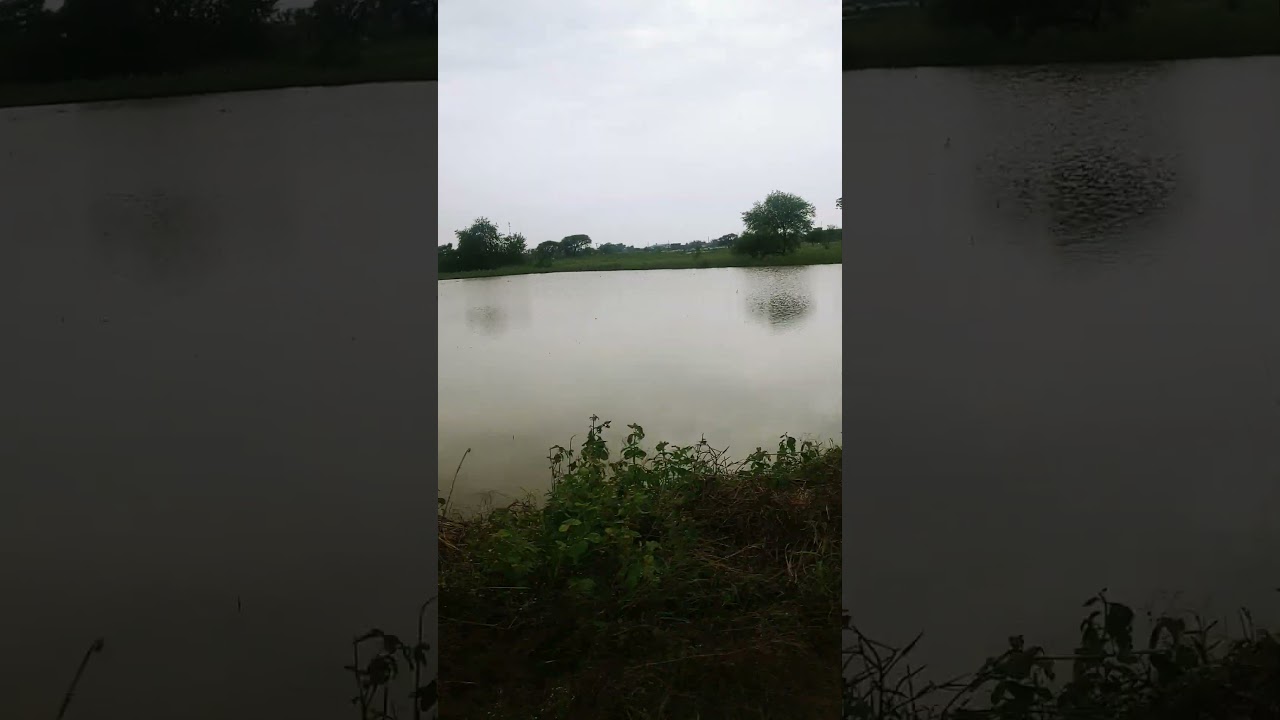 Gujrat Flood Condition 2025 | Gujrat Village Jamalpur Condition. #river. #floodalert #gujratflood