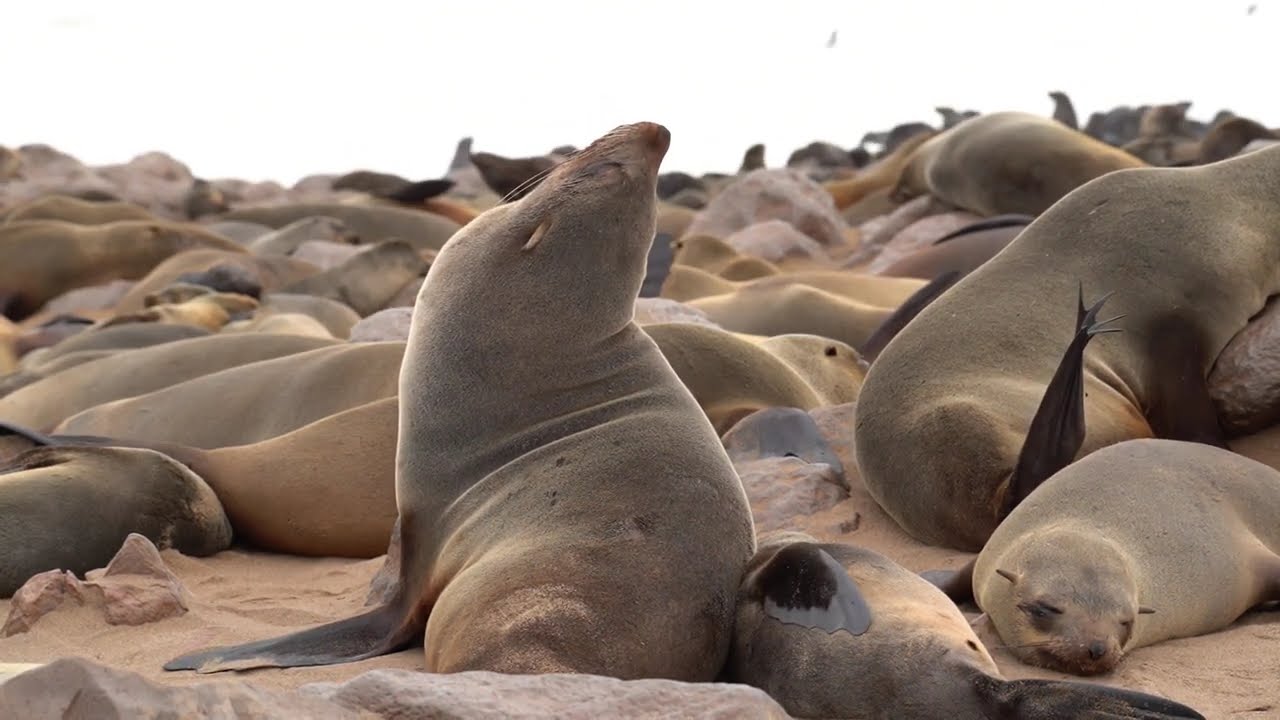 Sea Lion Squad/Cadlma #seaanimals #sealions #seal #sealionshow #relax #relaxingvideos #sea