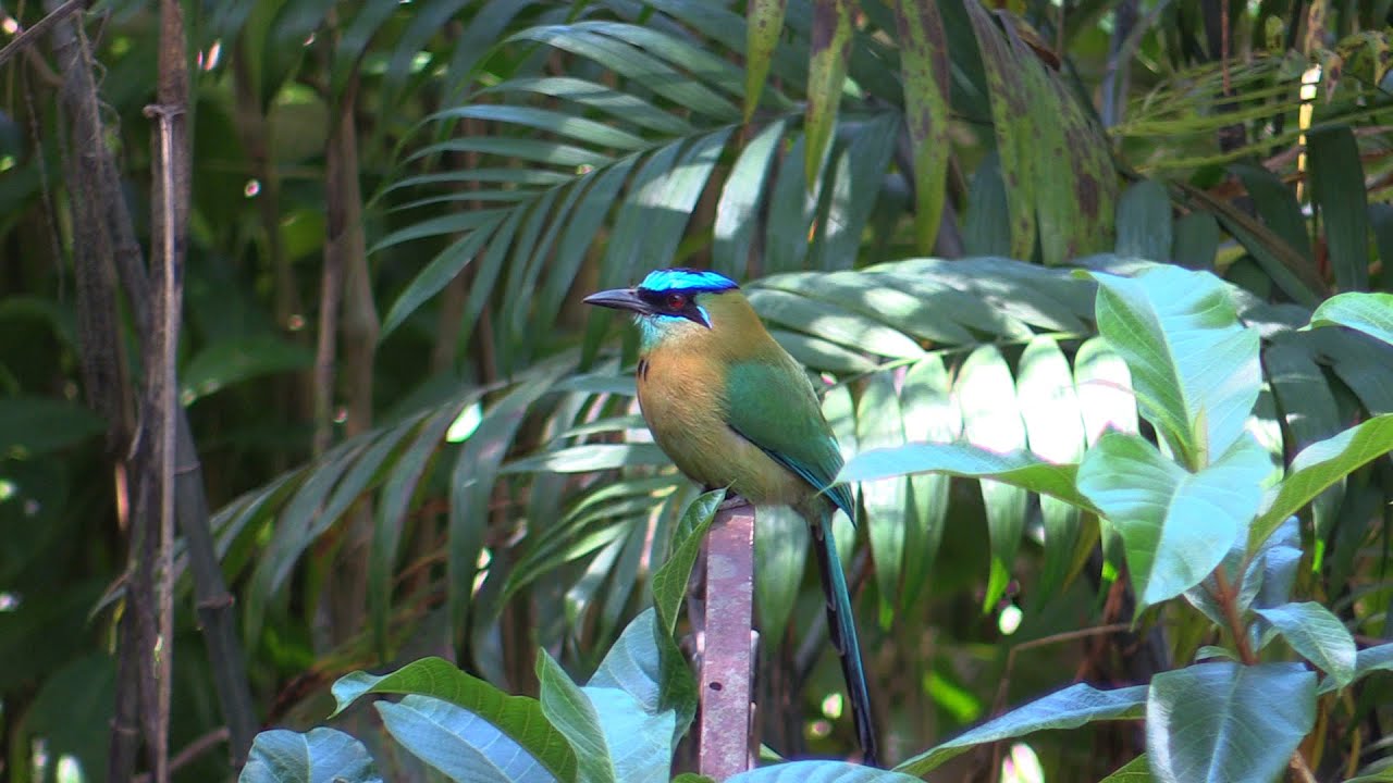 Birds of Costa Rica - Curassow, Guans, Motmots, Puffbird, Quail, Quetzal, Potoo, Trogans