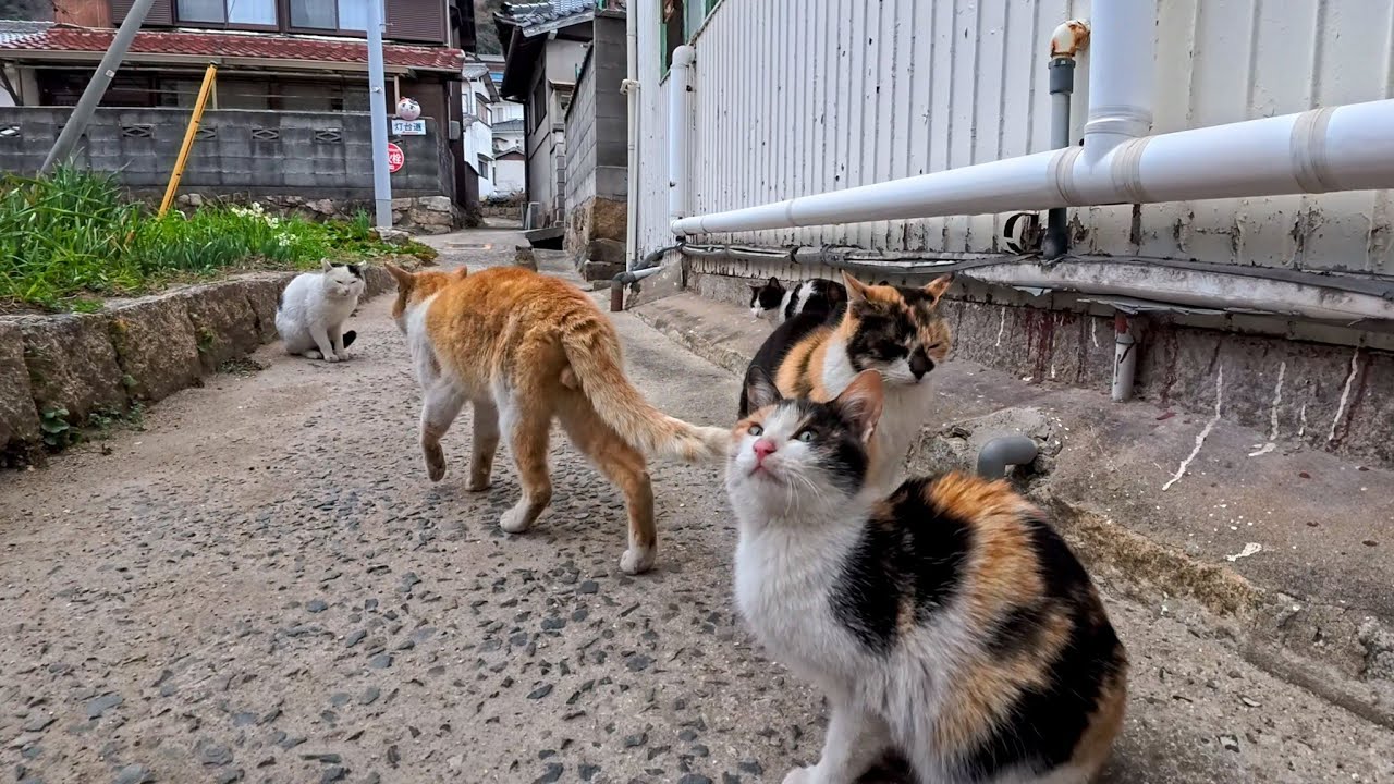 漁港近くの路地に入ると猫が沢山いて楽しい