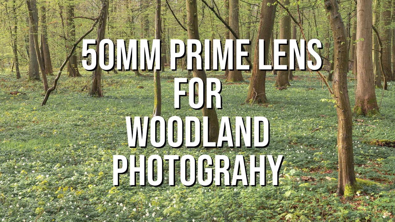 Why I switched to a 50mm Prime Lens | Woodland Photography