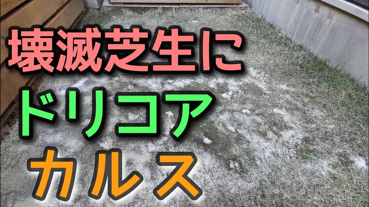 【壊滅芝生】冬の間に土に還ったので、コアリングしてカルスを撒きました
