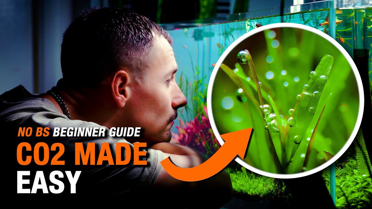 CO2 Setup for Planted Tanks (Beginner Friendly Guide)