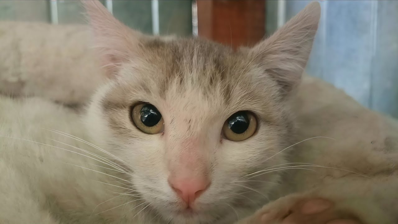 Beautiful Kitten Face Close Up 4K - Mesmerizing Eyes & Erect Ears (Ultra HD)