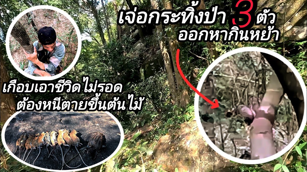 เข้าป่าหากินคนเดียวเจ่อกระทิ้ง/ເຂົ້າປ່າຫາກິນຄົນດຽວພົບກະທິງ