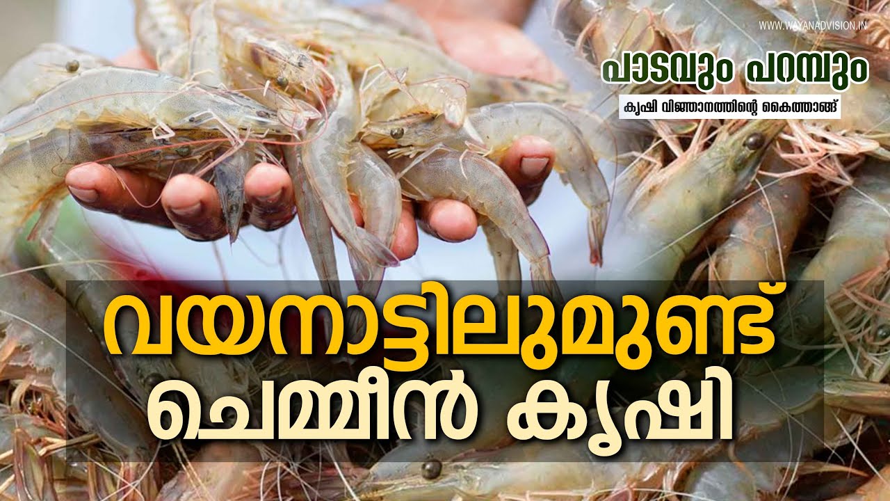 വയനാട്ടിലുമുണ്ട് ചെമ്മീന്‍ കൃഷി | Prawns Farming Wayanad |