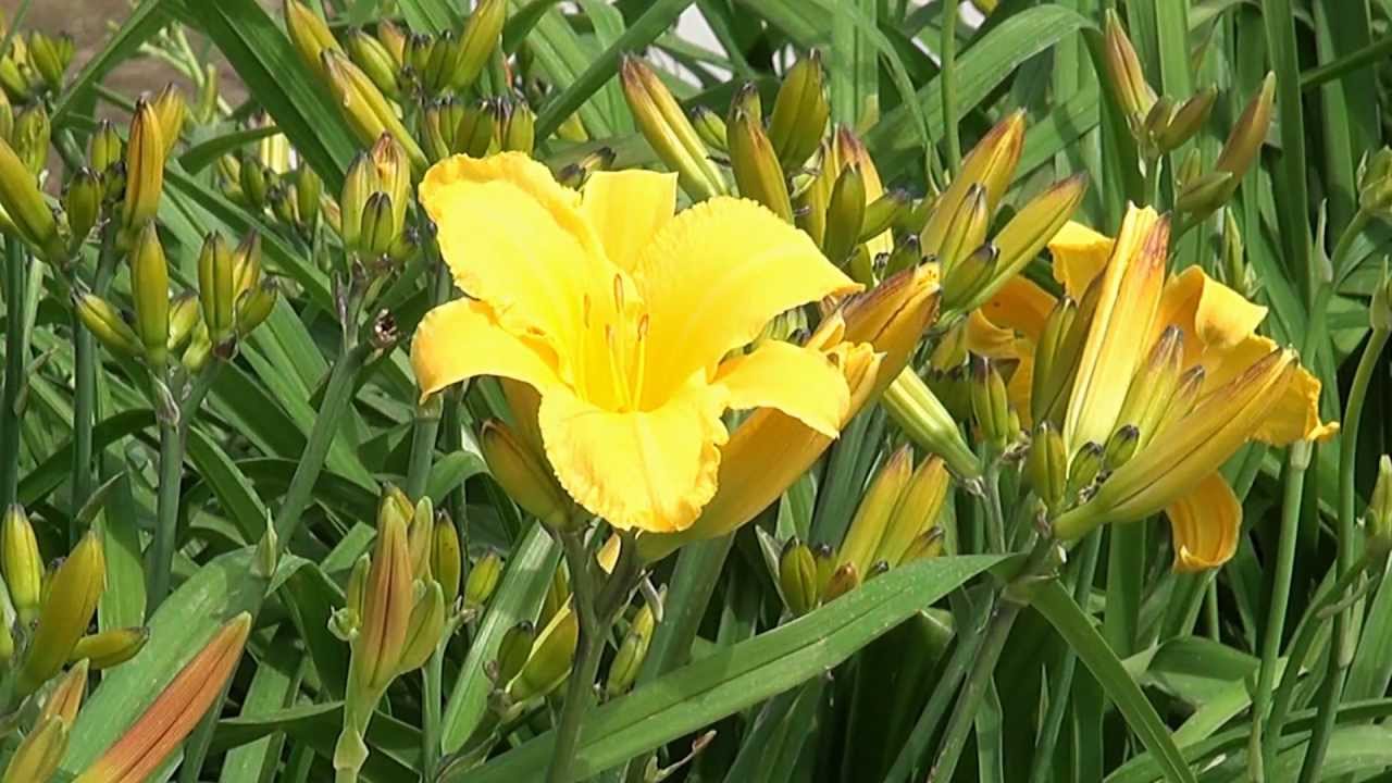 BARCELONA Jardí Botànic (FLORS)
