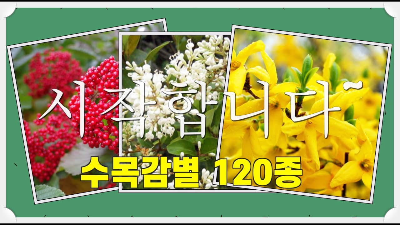 조경기능사 실기 수목감별 120종