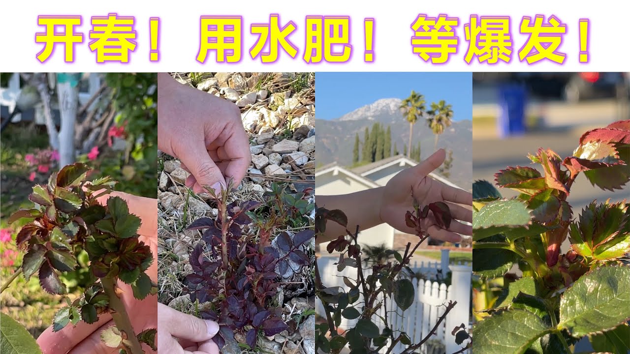 开春啦！月季玫瑰不同状态不同用肥！（园艺篇184）