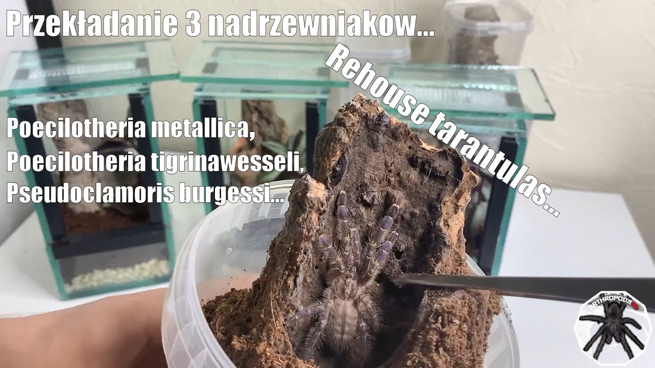#50 Przekładam 3 ciekawe ptaszniki nadrzewne... Były ucieczki? ;) - ArtropodaPL