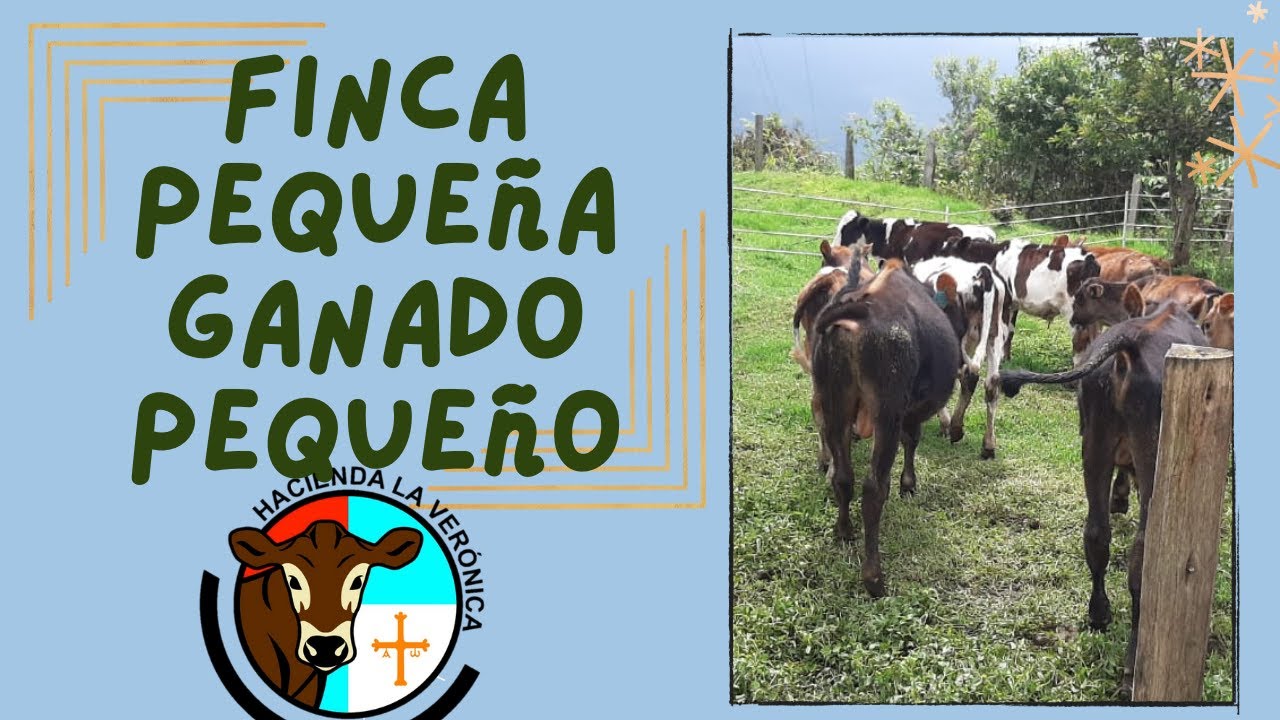 FINCA PEQUEÑA... GANADO PEQUEÑO...