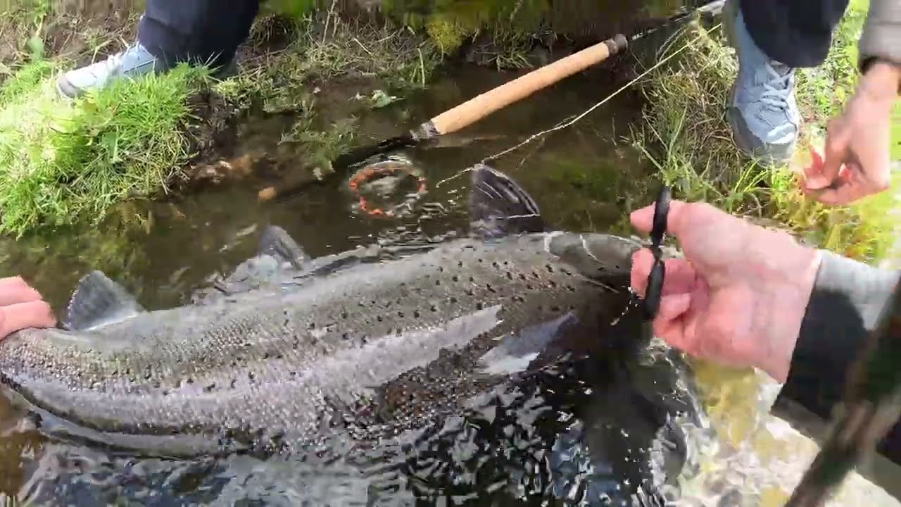 RIO GALLEGOS, PATAGONIA MONSTER SEA TROUT