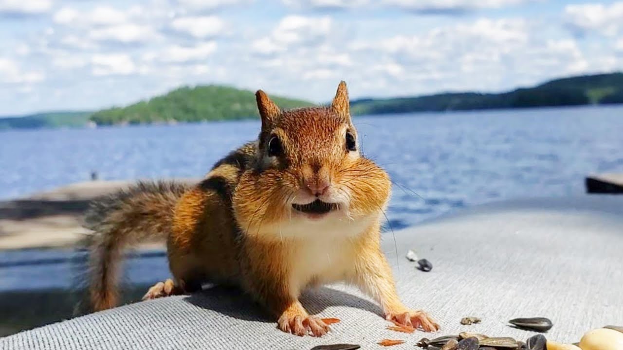 날 기억하고 호숫가까지 찾아온 다람쥐 Chipmunk Remembers Me And Finds Me At The Lake