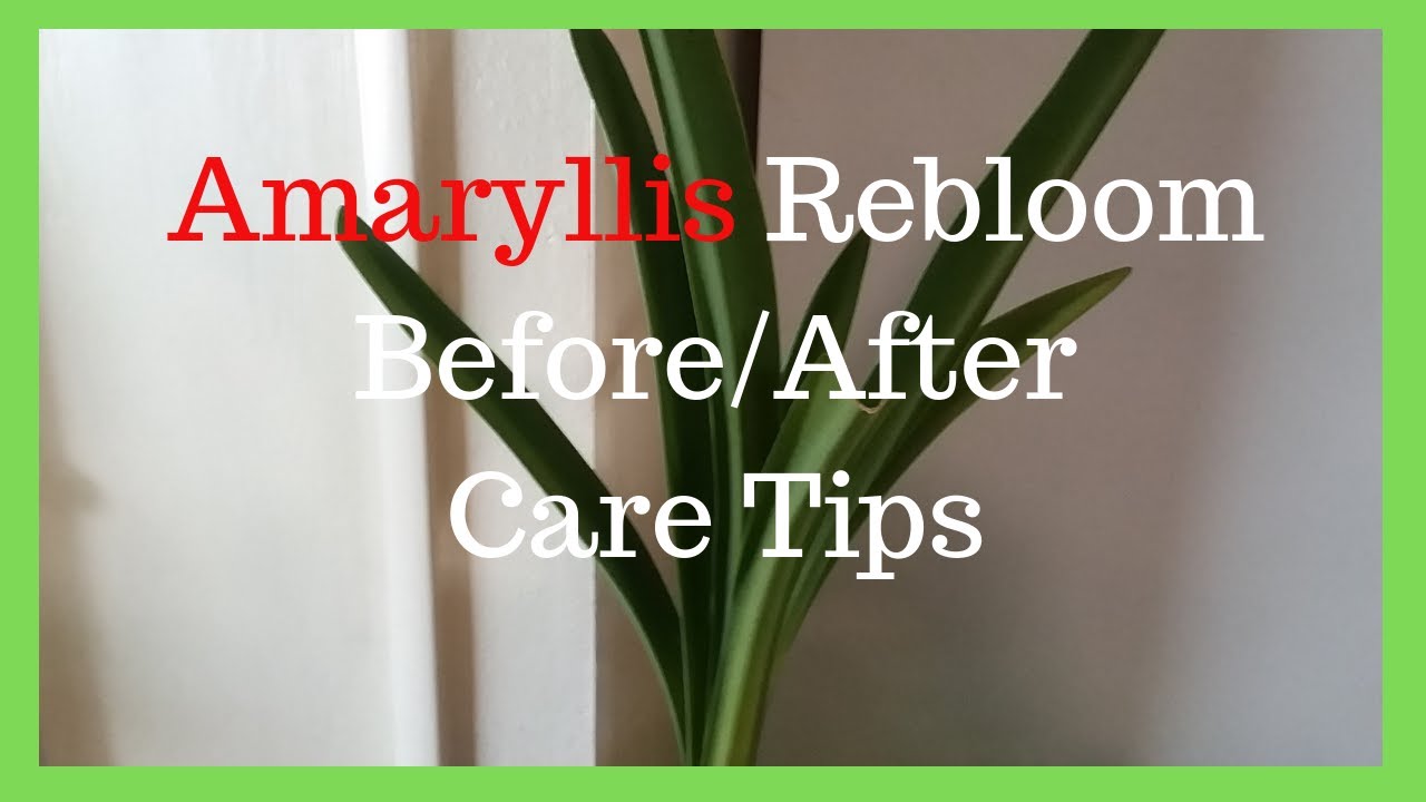 How To Get Amaryliis to Rebloom | Amaryllis Care