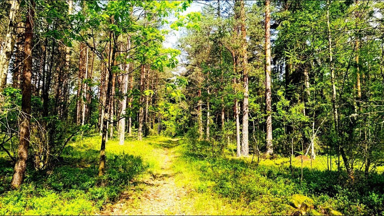 Целебное пение птиц. Крепкое здоровье благодаря звукам природы