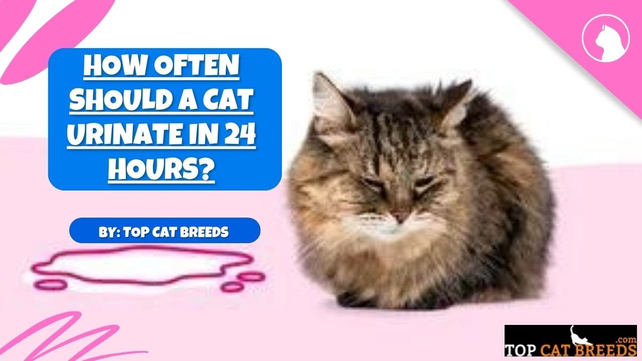 How Often Should a Cat Urinate in 24 Hours | Top Cat Breeds