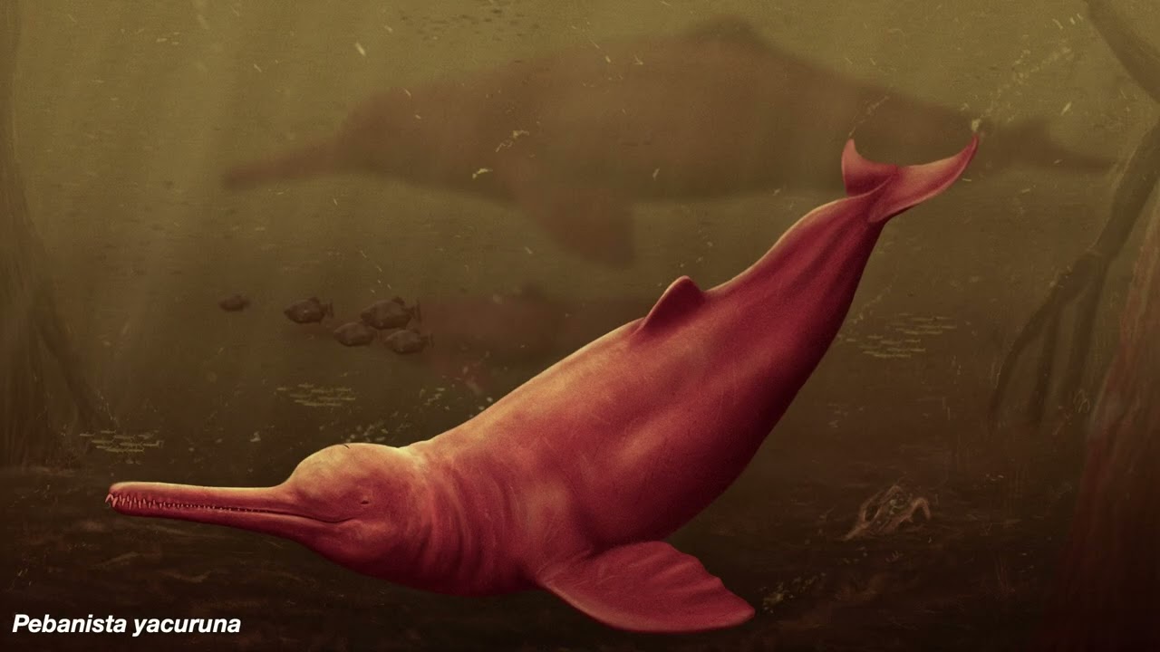 🔴#UNMSM ¿Quieres conocer cuál es la importancia científica del delfín gigante de la Proto-Amazonía”