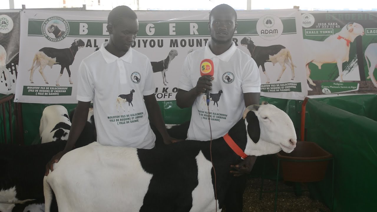 ADAM: FOIRE SECTORIELLE DE L'ELEVAGE ZONE DAKAR BERGERIE AL MAHDIYOU MOUNTAZAR