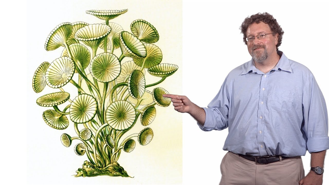 Wallace Marshall (UCSF): Ten Craziest Things Cells Do