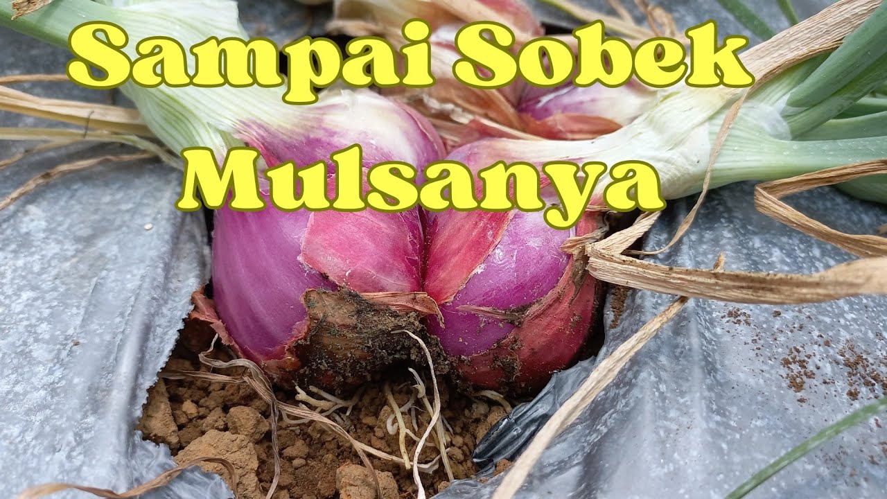 PERBEDAAN BAWANG MERAH BIBIT UMBI DENGAN BIBIT BIJI