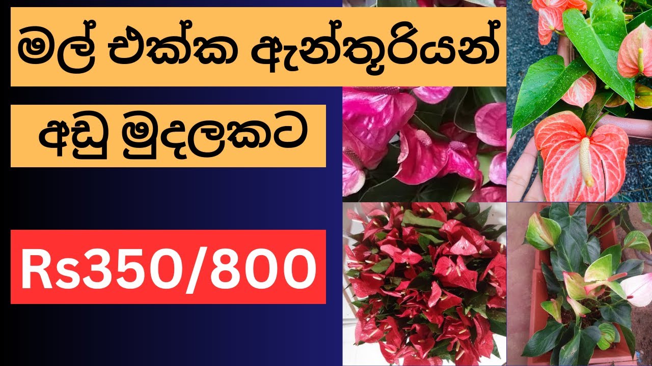 💚Anthurium Plants in Sri Lanka - හැමෝම ආස ඇන්තූරියන් මල් පැල #2024