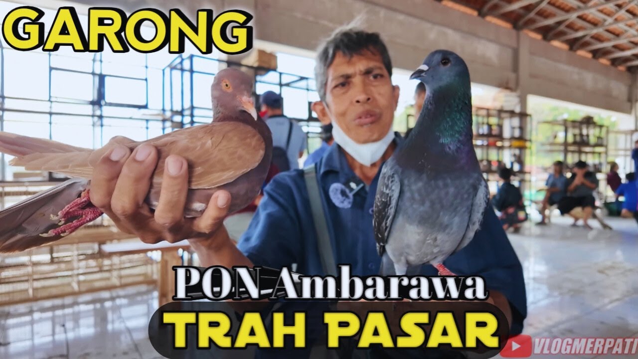 MERPATI PASAR PON AMBARAWA | PART 3