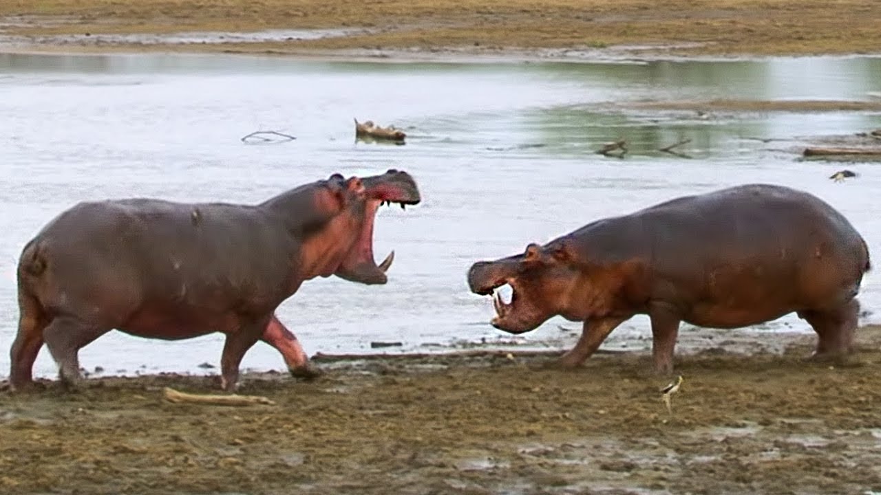 Hippos Fight as Water Becomes Scarce | BBC Earth