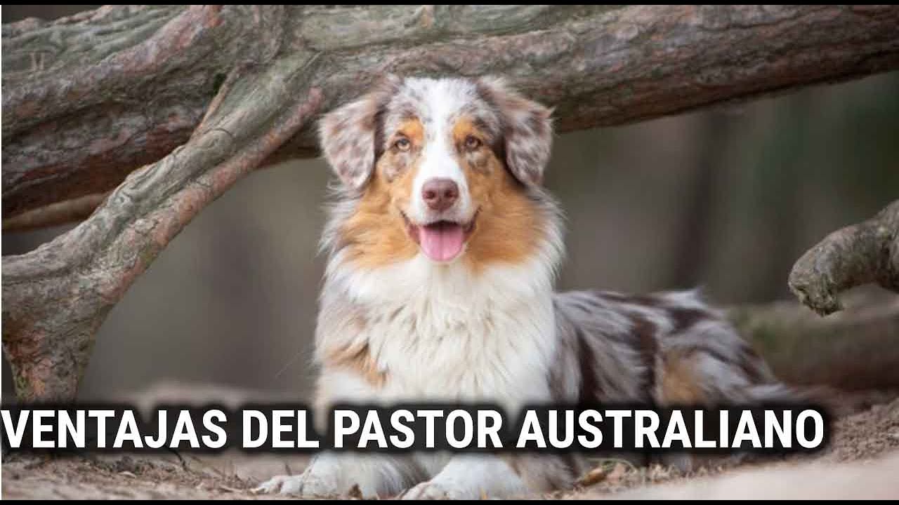 VENTAJAS DEL PASTOR AUSTRALIANO según JUANMA MORATO