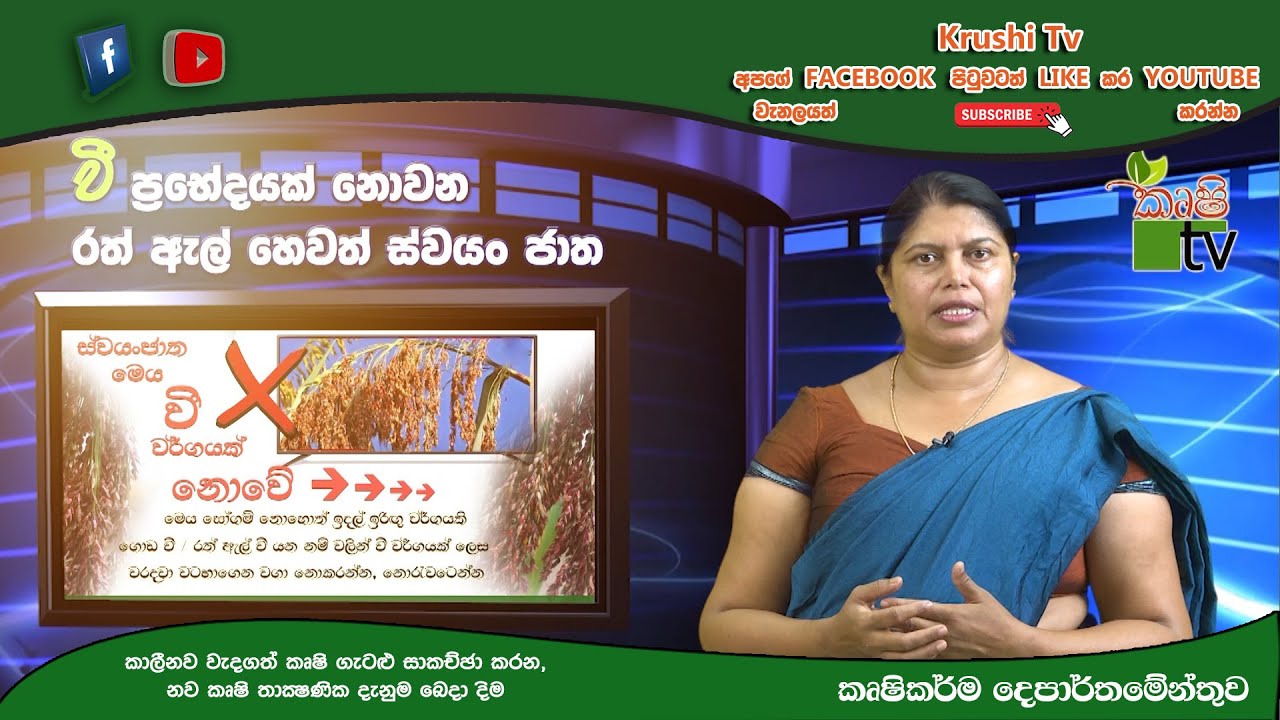 වී ප්‍රභේදයක් නොවන රත් ඇල් හෙවත් ස්වයං ජාත | Krushi Tv