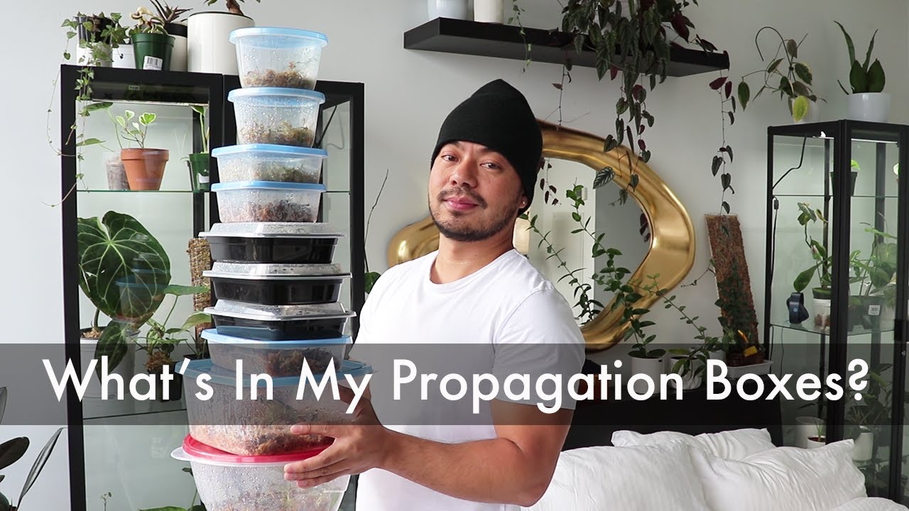 Propagate Houseplants All Year Long + Propagation Box Plant Tour