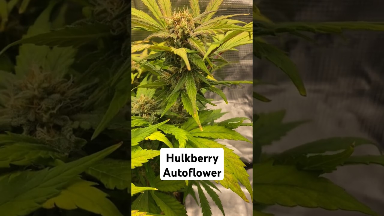 Kundenvideo - 1x Hulkberry Auto in Living Soil von Couple of Plants Part 2