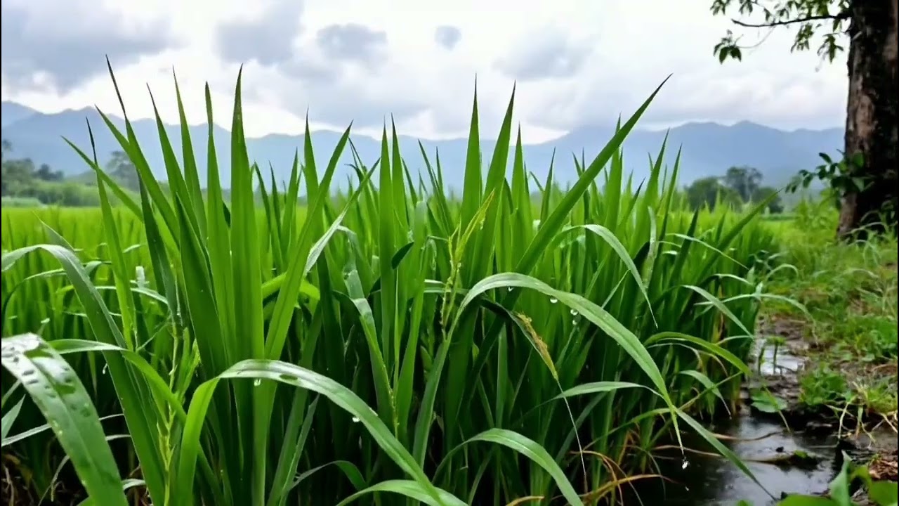 Countryside Rain Ambience for Deep Sleep