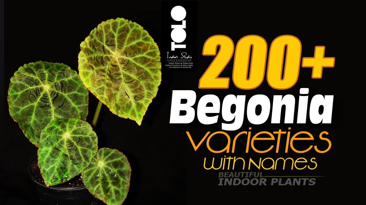 200+ Begonia Varieties with names || Types of begonia plants | Begonia Names