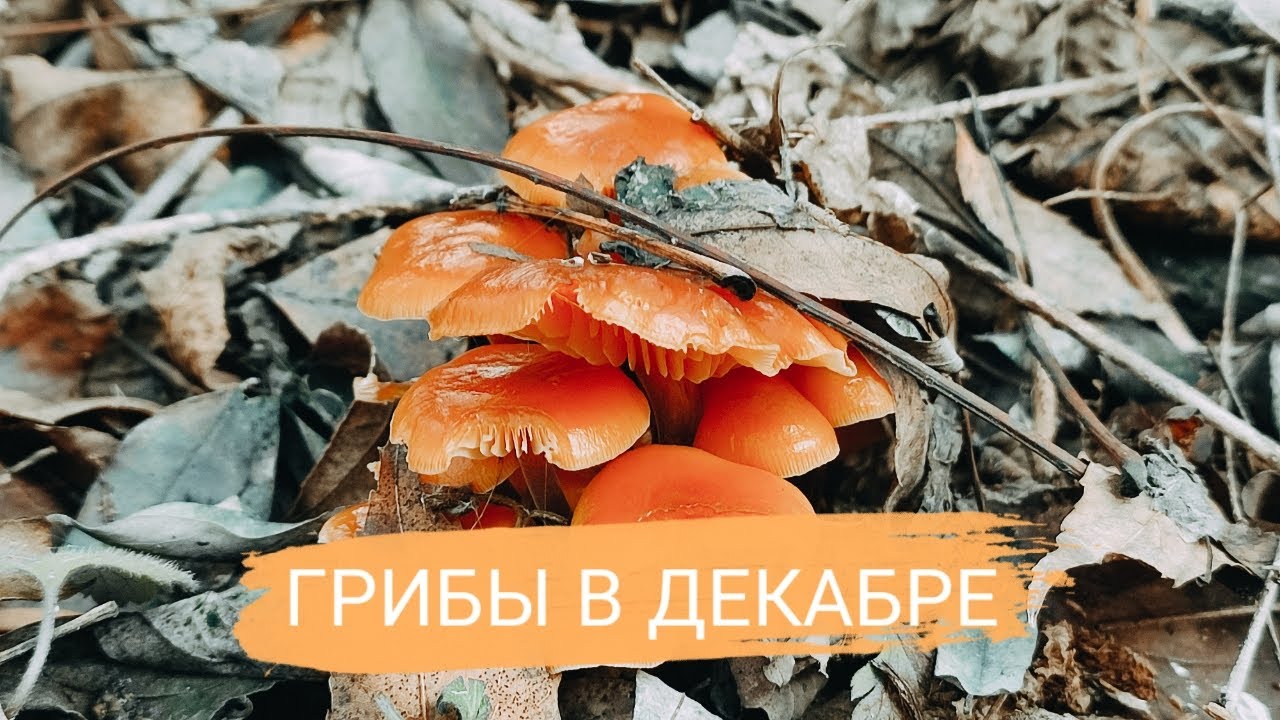 В ПОИСКАХ ЗИМНИХ ГРИБОВ: ФЛАММУЛИНА БАРХАТИСТОНОЖКОВАЯ (ЗИМНИЕ ОПЯТА), ВЕШЕНКА УСТРИЧНАЯ