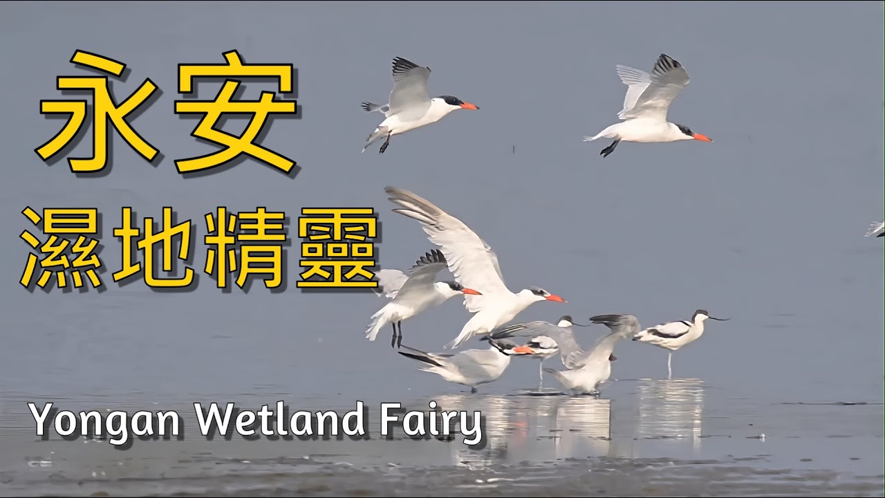 永安濕地精靈4K120p|Yongan Wetland Fairy