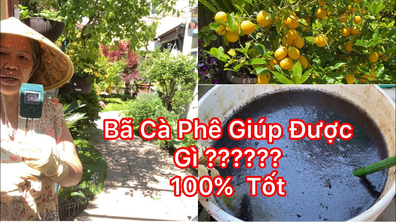 Bã Cà Phê Có Tác Dụng  Hiệu Quả Trong Việc Xua Đuổi Và Tiêu Diệt Ốc Sên 🐌 Và Nhiều Loại Con Trùng