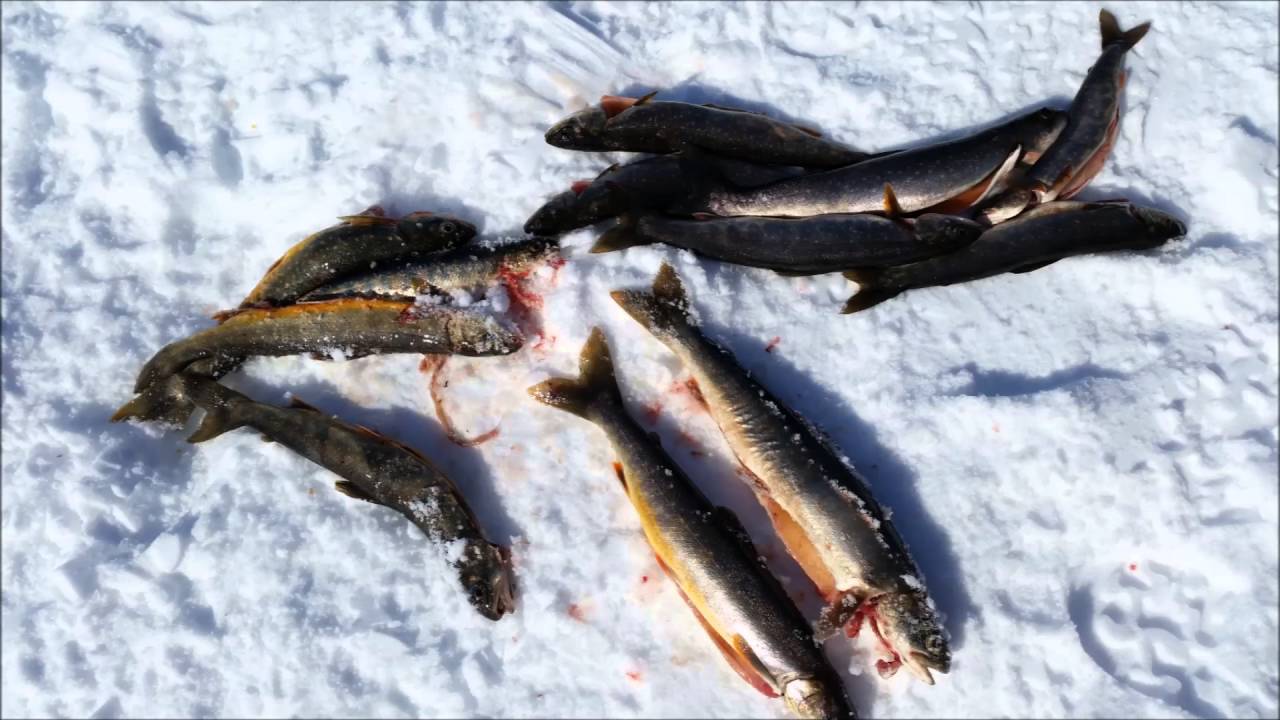 Rautupilkille Pohjois-Norjaan 2016