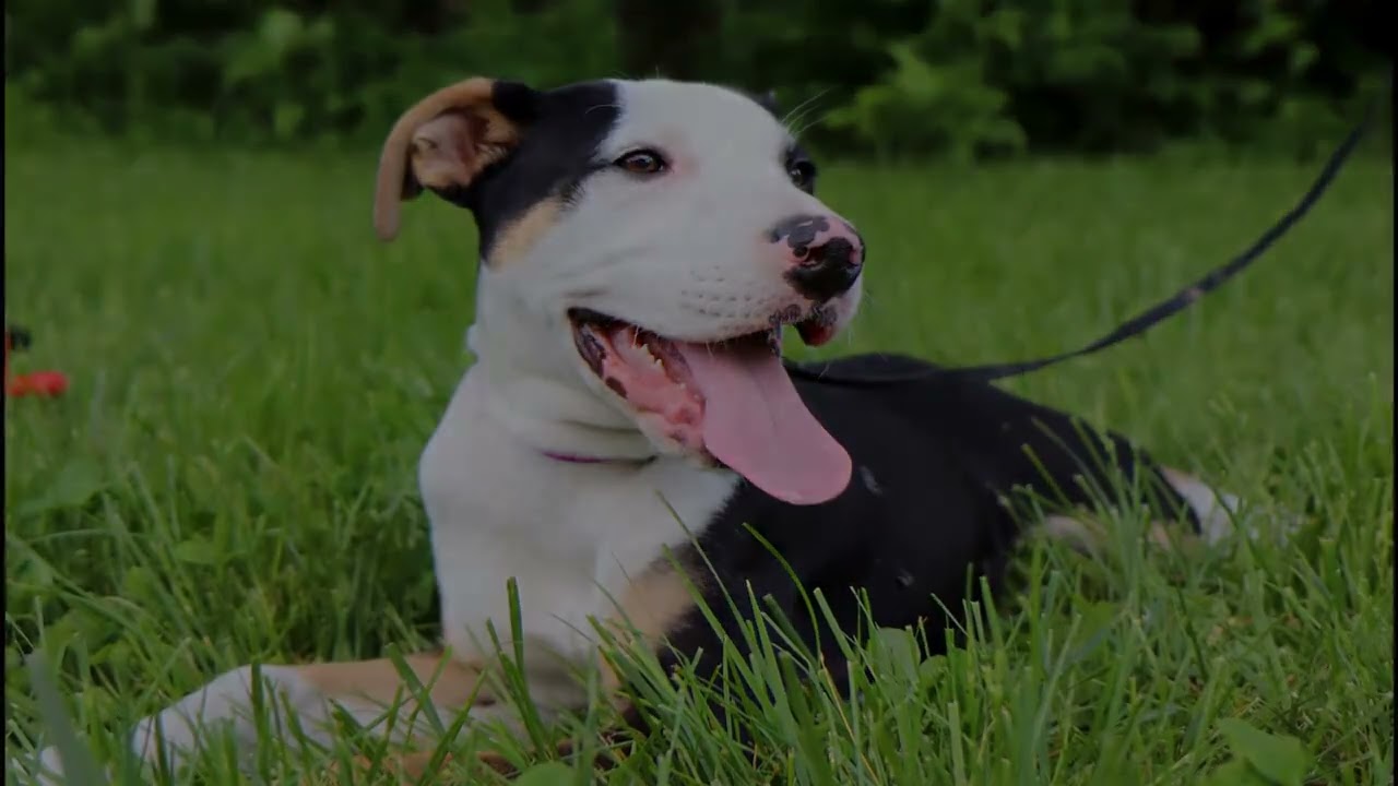 Toronto Animal Services waives fees for small pet adoptions this weekend