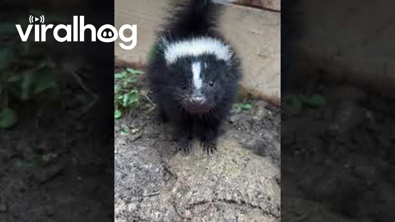Little Skunk Makes Adorable Stomps || ViralHog